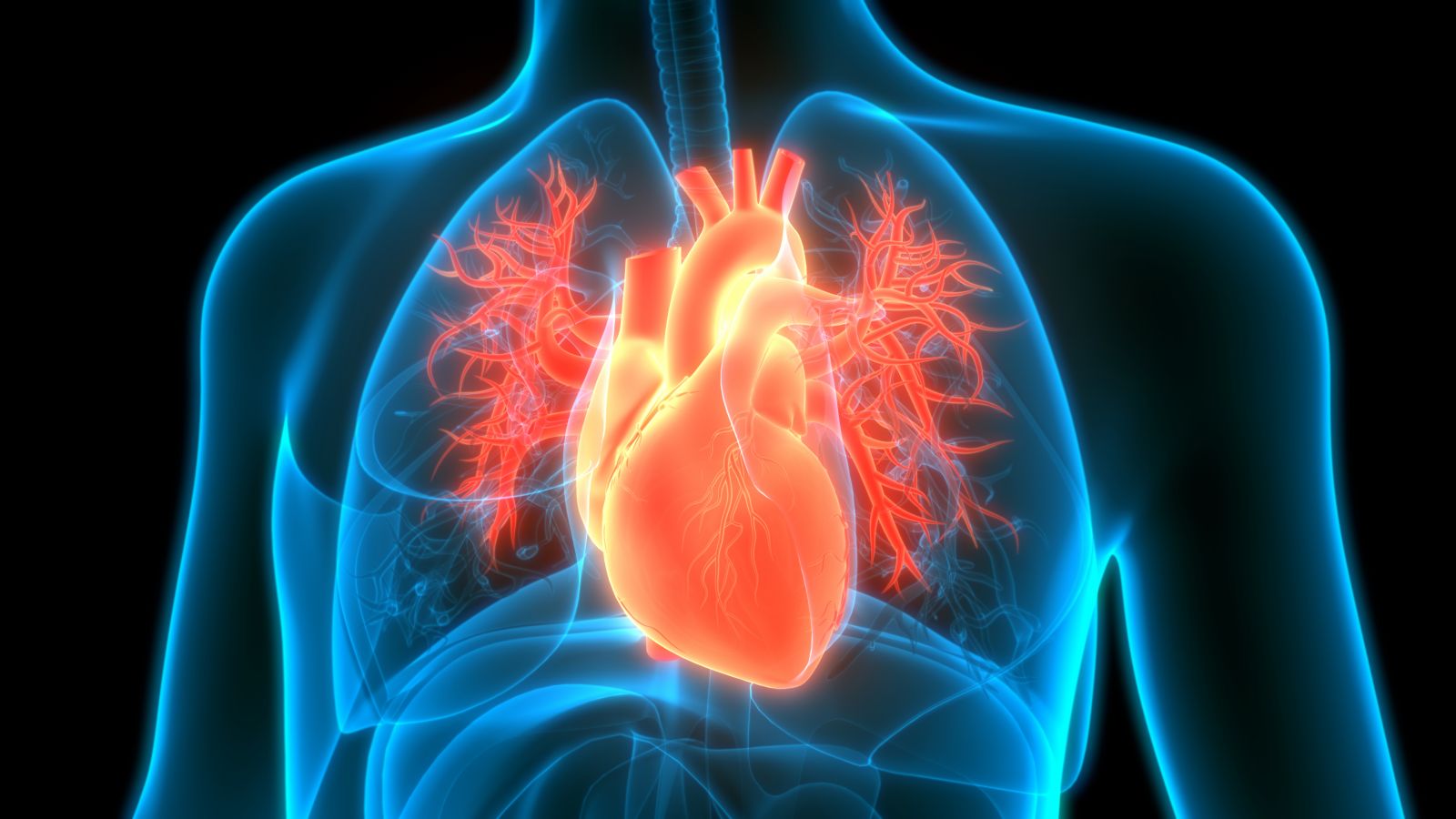 heart in a body profile showing heart disease