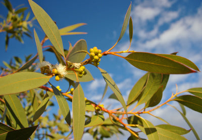 Eucalyptus Oil plant