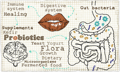 drawing showing the benefits of probiotics flora healing