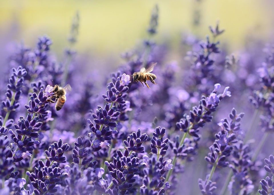 lavender as one of the home remedies